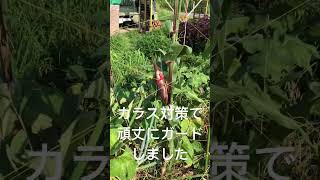 [畑の記録7/15]種取り用のとうもろこし🌽　油断してるとカラスにやられます