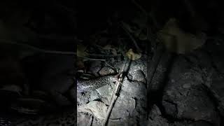 Great grey slug,  leopard slug (Limax maximus)