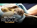 Sea Turtle Rescue 102: Maximum Capacity