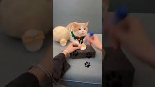 【一隻又廷🐱】這輩子的貓毛拖鞋應該不愁穿了吧?！