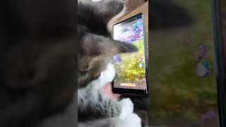 A kitten licking a smartphone screen #Shorts