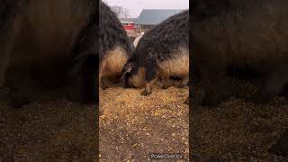 【もぐもぐタイム】十勝ロイヤルマンガリッツァ　北海道　幕別町　放牧養豚　Mangalica  pig#北海道 #animals #shorts