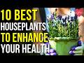 10 Houseplants for Enhancing Your Health | Indoor Plants for Health!