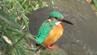 カワセミがザリガニを食べてました。