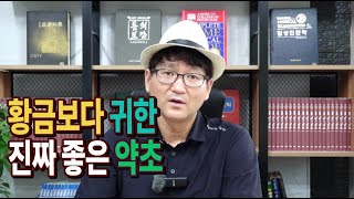 #황금보다 귀한 약초, 고혈압, 고지혈증, 간기능에 좋은 약초 소개합니다[약초방송]