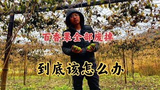 上百亩的百香果一夜之间全部废掉，果农损失几十万，看着好无助【柴火男孩】