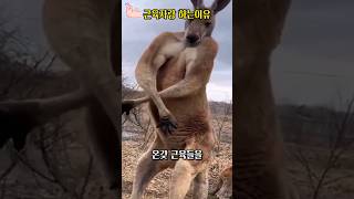 캥거루가 근육자랑을 하는 이유 Why do kangaroos show off their muscles?