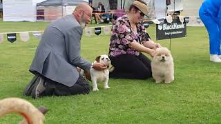 2024 Victorian Womens Show - Non Sporting Dogs (& classes)