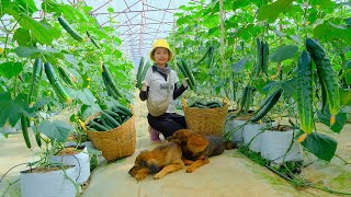 Full Video: Harvesting Green Cucumbers Goes To Market Sell | Farm | Tieu Lien