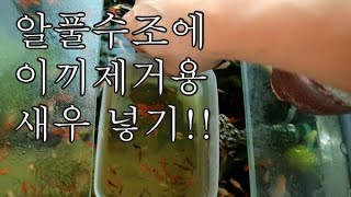 이끼제거용 새우 투입! Healing aquarium