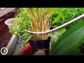 How to avoid Cryptocoryne melting after planting