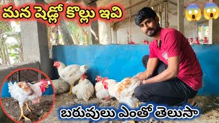 Boiler కొల్లు ఇంత పెద్దగా పెరగటం ఎక్కడైనా చూసారా  😱😱 #jishufarms #birds #Boiler #pets