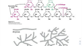 08.Chap13: Polysaccharides