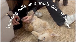 How to Trim Your Dog’s Nails at Home! Day 5 of 30