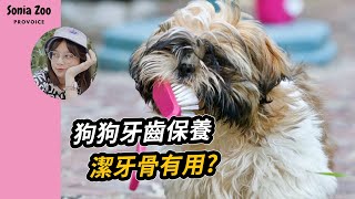 狗狗的牙齒保健 Ι 危險的牛皮骨 Ι 動物也有牙醫【蔡祥的異想世界-好好聽FM】