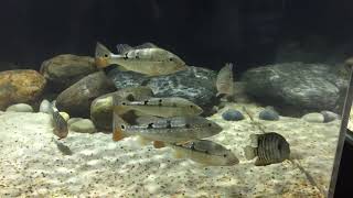 Cichla,heros,arowana and more