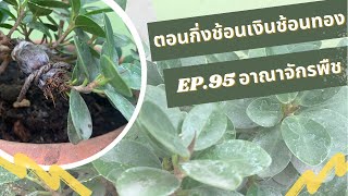 อาณาจักรพืช | EP.95 วิธีตอนกิ่งช้อนเงินช้อนทองง่ายมาก ๆ