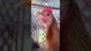 Funny🤣😂😜#shorts #viral #trending #ytshorts #funny #funnymoments #funnychicken #funnyvideo