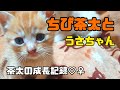 ちび茶太とうさぎちゃん♡子猫育てる40代主婦