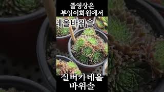 23.08.19실버카네올바위솔  #식물 #plant #다육이 #바위솔 #반려식물 #부엉이 #flower #succulent #cactusplant #indoorplants