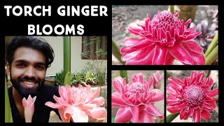 Torch Ginger Plant Care | Etlingera elatior | Exotic Tropical Flower | Nandanam Exotics | By Nirmal