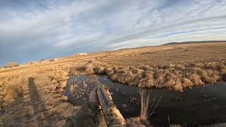 En güzel parlama ördek avımızdan#gopro#ördek avı#Duck hunting#охота на уток