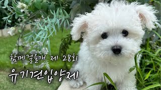 날씨만큼 뜨거운 사랑을 주실 엄마찾아요♥️ 함께걸을개 28회 유기견입양제