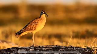 The Story Behind The Story: Postel The Whimbrel