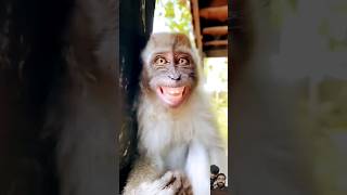 monkey funny smile new video Bander Ka funny video😂😂 #edit #funny #funnyvideo #funnymonkey #shorts