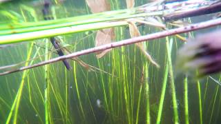 Polespearing in too thick reeds