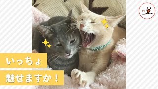 兄弟ニャンコのシンクロ“ニャ”イズド、いまこそ魅せてやるニャ😎✨【PECO TV】