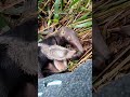 Baby Anteater Grows Up To Be So Wild | The Dodo  #thedodoanimals