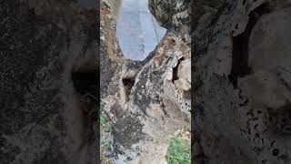 Termites treatment moved outside poor tree #termites #termitemanagement