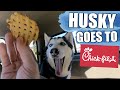 Siberian Huskies React To Drive Thru Chic-Fil-A Breakfast!!!