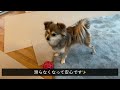 diy vlog タイルマットでプチリフォーム｜滑らない床｜犬の怪我対策｜夫婦と犬の暮らし｜ポメチワ