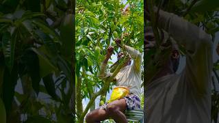 দেখুন কিভাবে আমের কলম করা হয় । how to grafting mango | mango garden bd