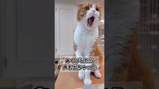 あくびしたら声も出ちゃった猫#ねこ #shorts