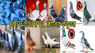 #সবচেয়ে কম দামে BRPFC ও BRPEL ক্লাবের রেসার কবুতর কিনুন। pigeonsell