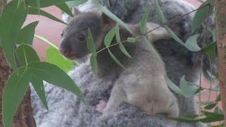 ◆コアラの赤ちゃん ～埼玉県こども動物自然公園～ 2016-7