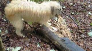 Addie and Remi noodling around the woods