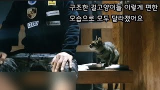 구조한 길고양이들 이렇게 편한 모습으로 모두 달라졌어요