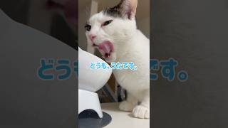 元野良猫うた夫のイエネコLIFE♪ #shorts #cat #保護猫 #ハチワレ #猫のいる暮らし #猫動画 #catvideos