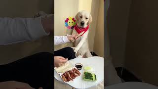 Gouzi: Don't try to fool me! 🤔 The cute pet has become a fine animal Douyin animal guide Labrador