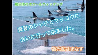 観光船はまなす　真夏のシャチとマッコウクジラに会ってきました！