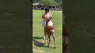 [外国人観光客の反応] 観光客の反応: 有名な奈良の鹿に餌をやる | nara deer | 奈良鹿 | Japan reaction video | 奈良公園 鹿 #deerpark #japan