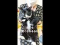 かわぴーダンスでクーも可愛くなったかな？【猫動画】 shorts