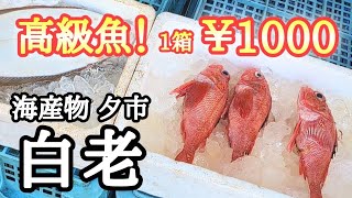 【北海道】海産物夕市🐟赤いボディーの高級魚に一目惚れ😍品数豊富で大満足！