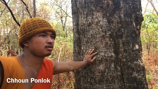 CHHOUNPONLOK 15 ដើមធ្នង់យក្សមិនងាយបានឃើញទេ