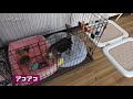 チャオハウスでのご飯の様子【ヨークシャーテリア専門犬舎チャオカーネ】