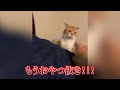 【神回】犬猫の衝撃的な面白動画にツッコミどころ満載にボケてアフレコしてみたｗｗｗ【動物】【ハプニング映像】 13